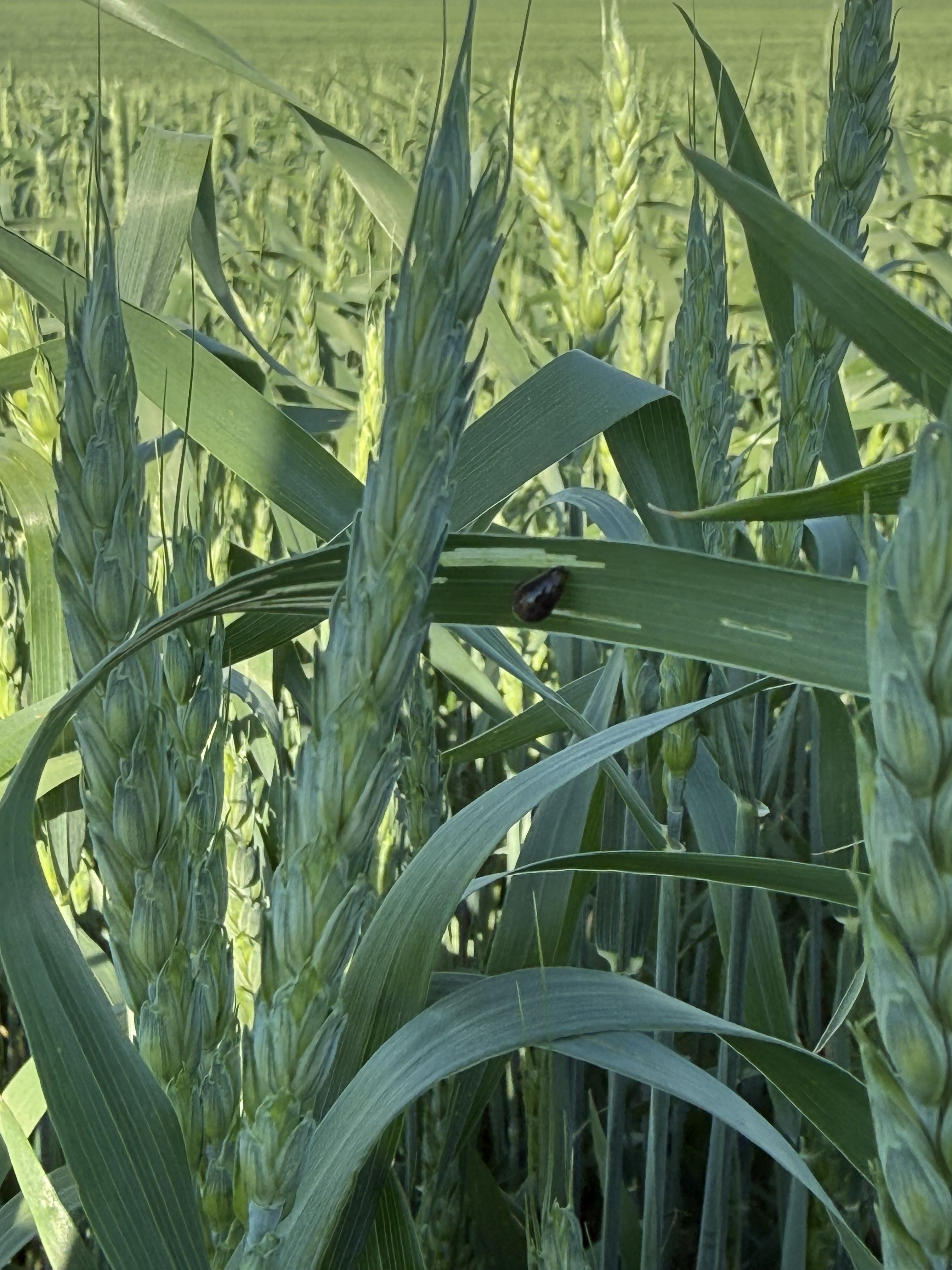 A close up photo of wheat plants.